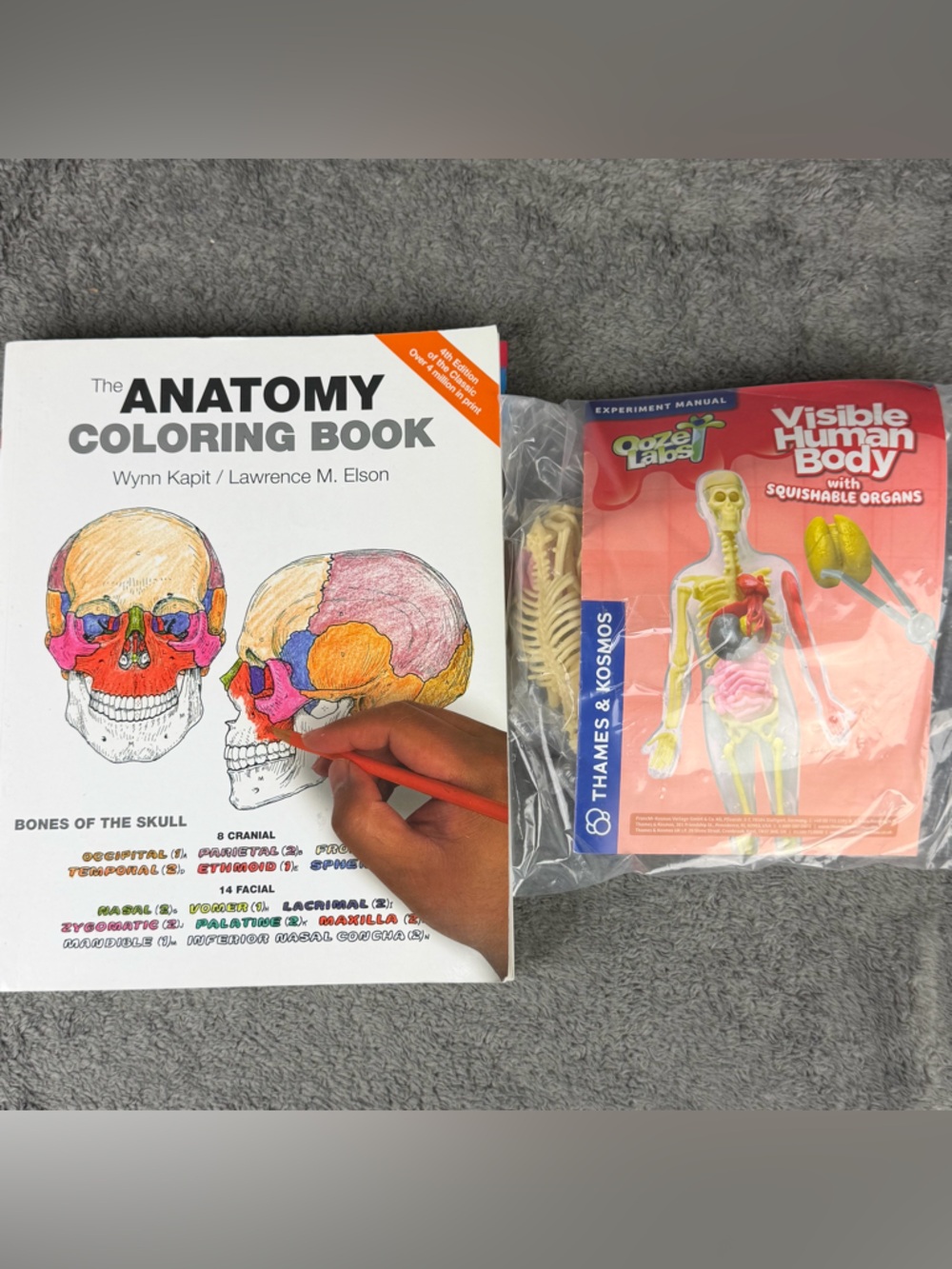 The Anatomy Coloring Book 4th Edition & Visible Human Body- Squishable Organs